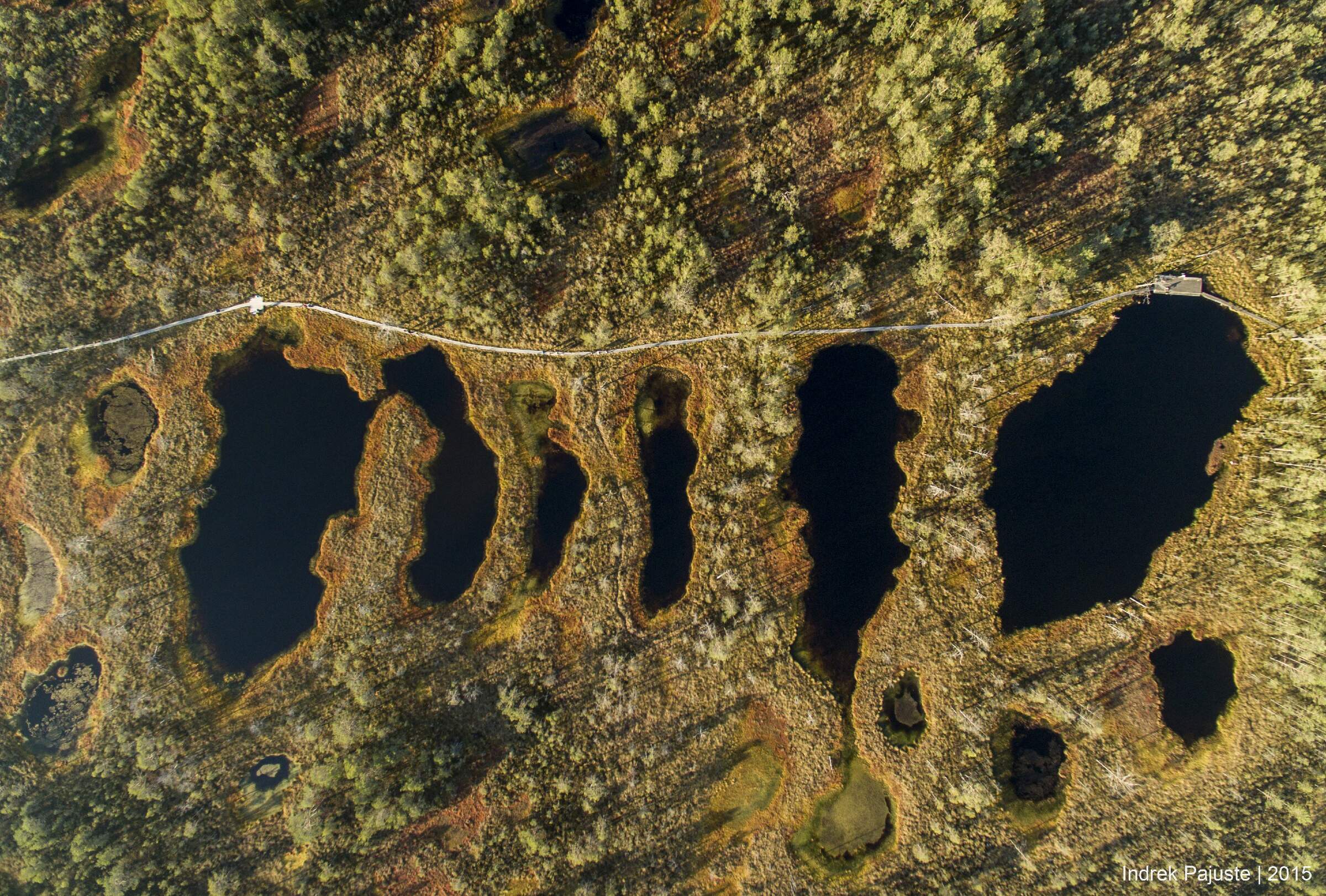 Viru raba linnulennult